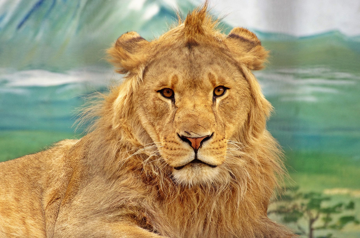 Jyllands Park Zoo - Rejs i Danmark
