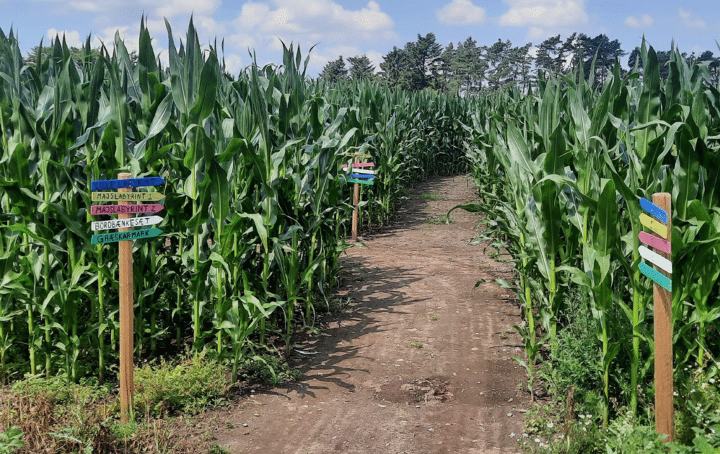 Majslabyrinten ved viborg