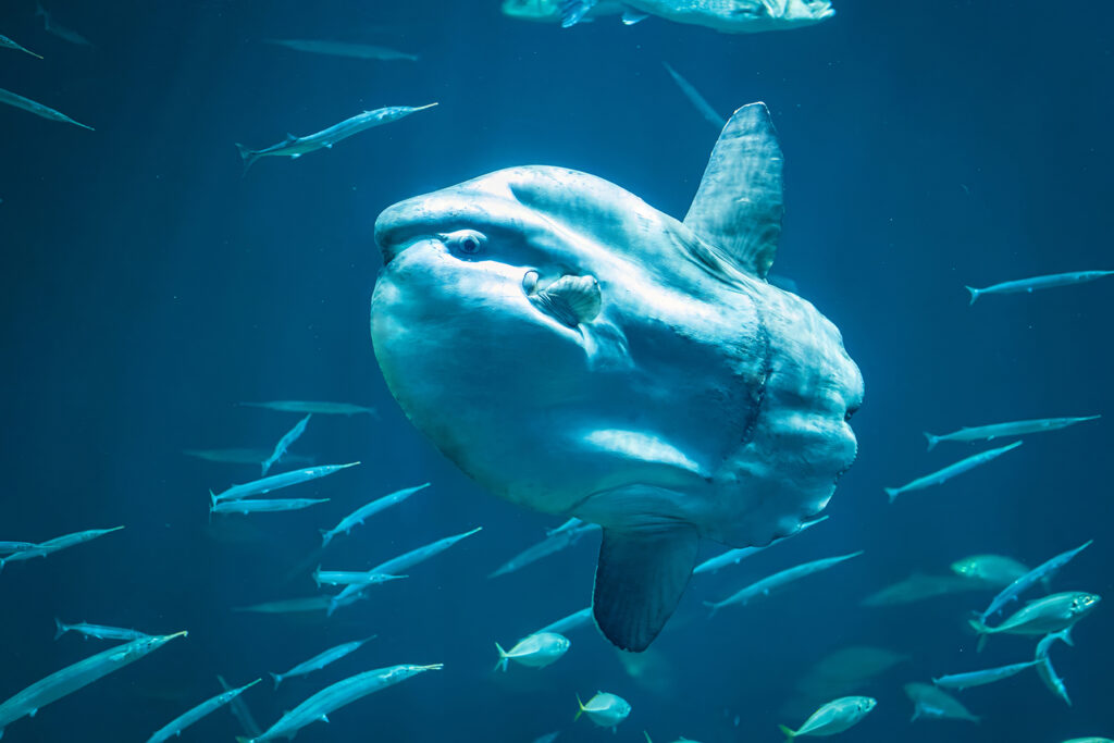 Nordsøen Oceanarium