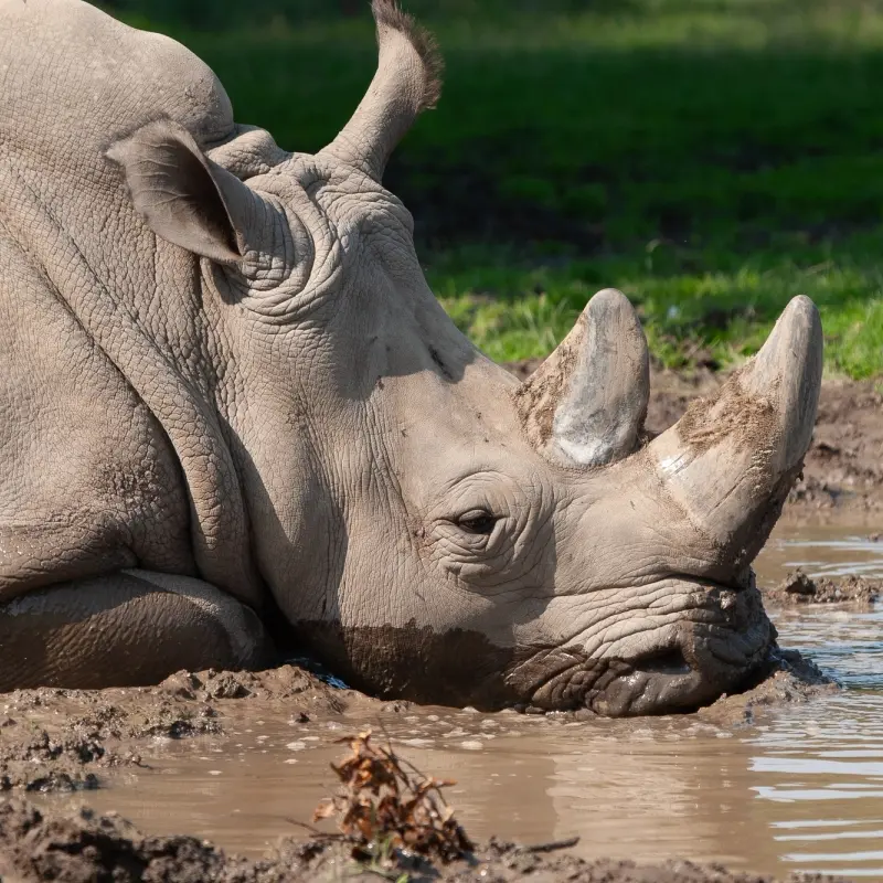 Knuthenborg Safaripark
