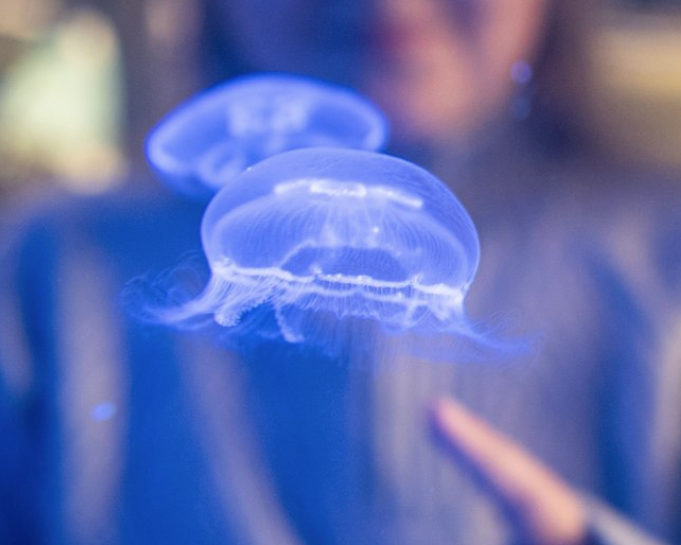 JyllandsAkvariet i Hvide Sande