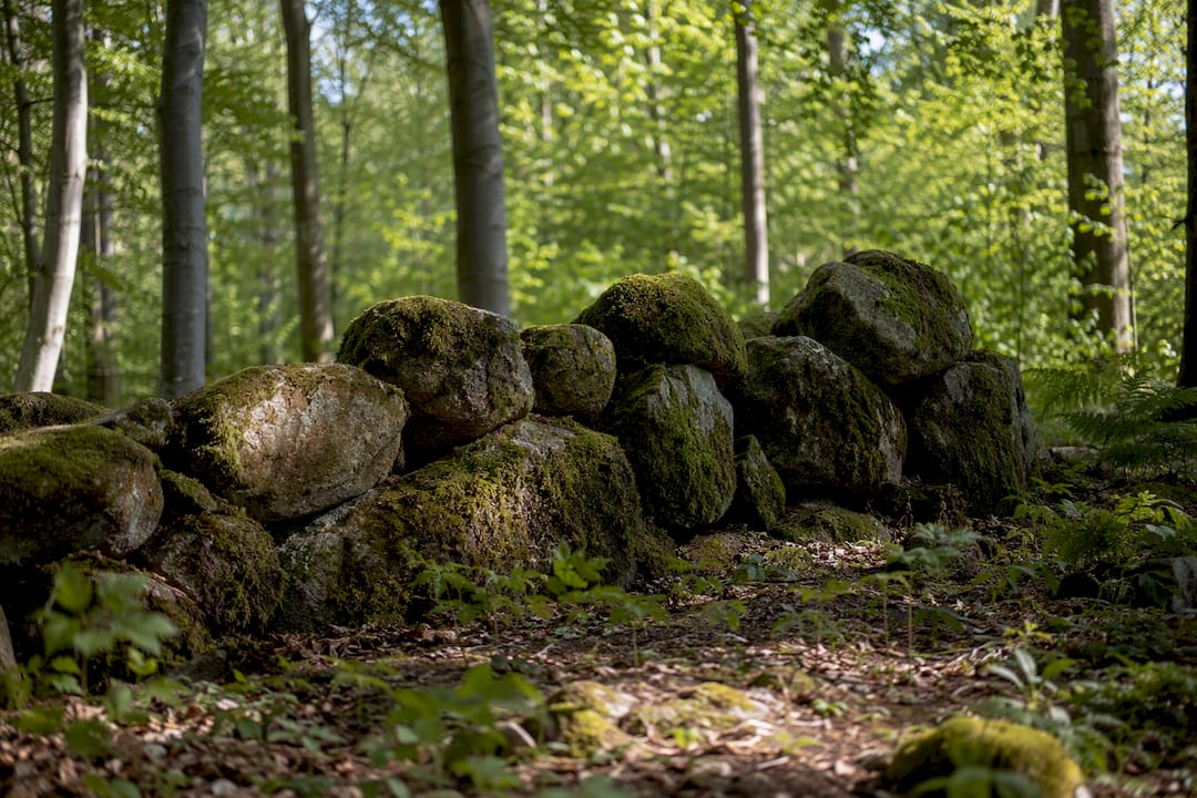 Mos begrüßt alten Holztisch im Wald