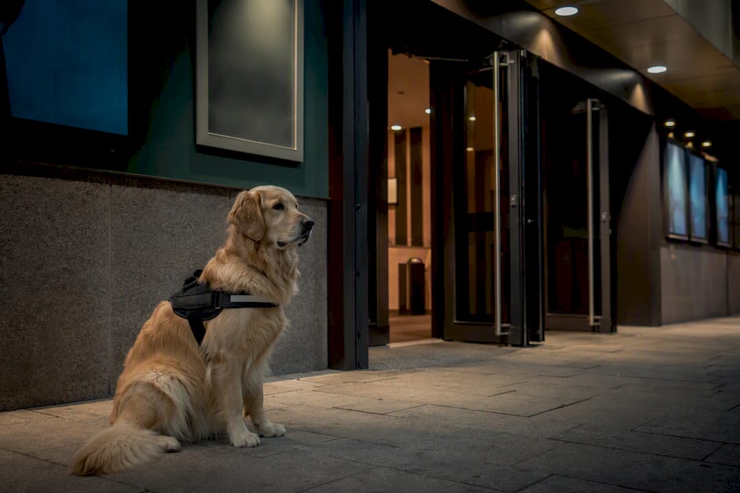 Blindenhund wartet geduldig vor dem Eingang des Kinos in Esbjerg.