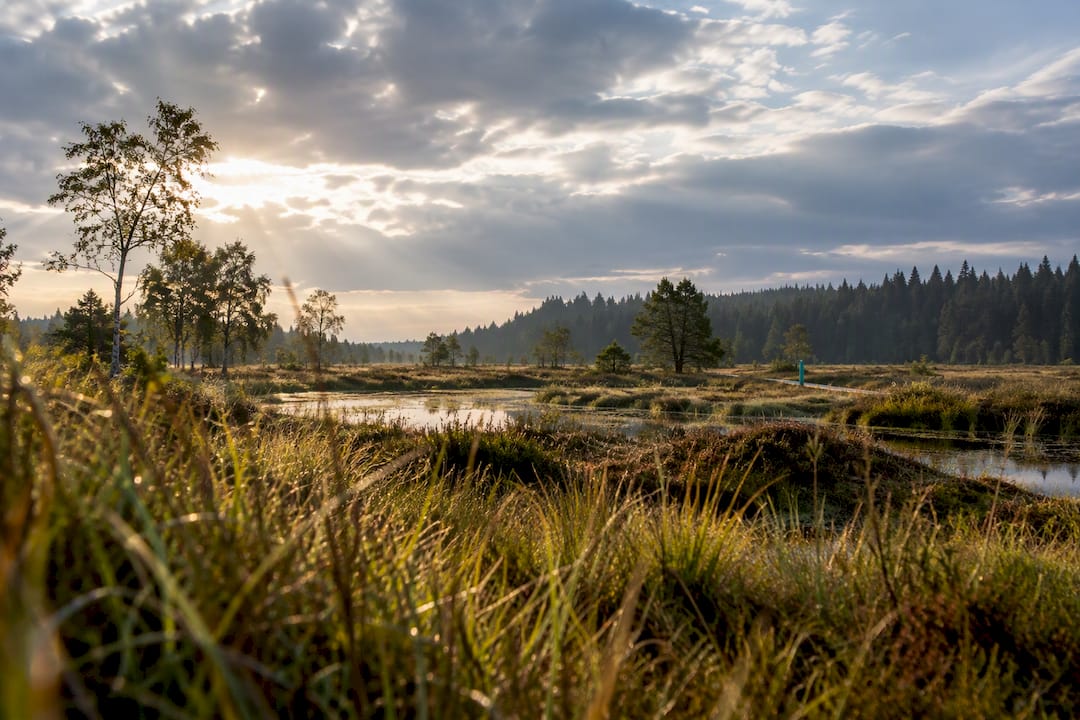 Zusammenhängender dänischer Nationalpark mit feuchtem Feuchtgebiet