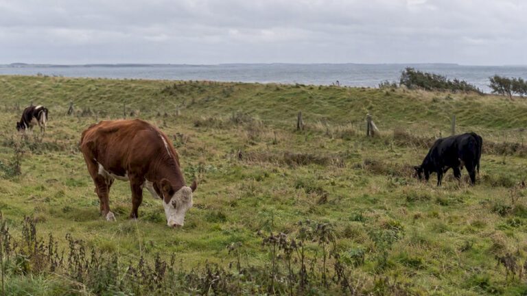Hvad betyder kulturnatur? Sådan læser du landskabet