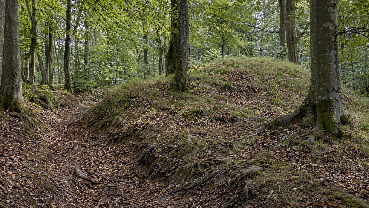 Gravhøj ved en gammel hulvej i skoven